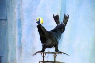 娱乐吃瓜君海狮,揭秘娱乐圈那些不为人知的幕后故事