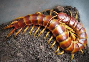 娱乐吃瓜酱的作品鼠体蜈蚣