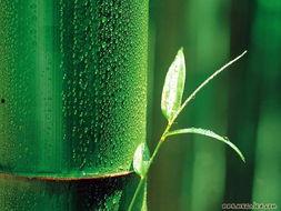 娱乐吃瓜酱竹子